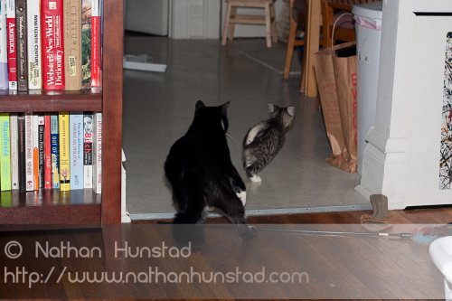 ???? chasing ???? around